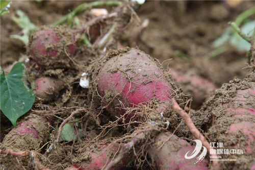 龙华农庆村 田间地头迎丰收，农副产品销售添薯光