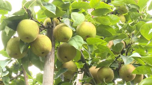 安溪村集体经济结硕果 2500余村民喜获30余万元分红，农副产品销售助力乡村振兴