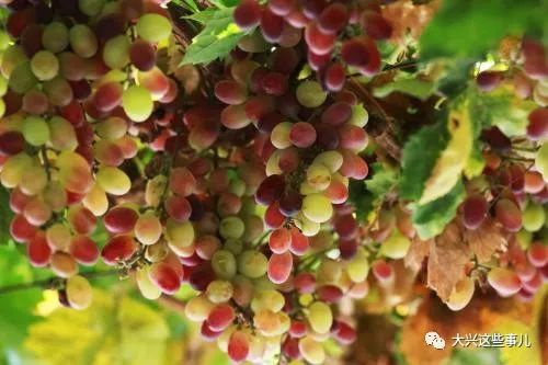 大兴冬枣 甜蜜果实背后的动人故事