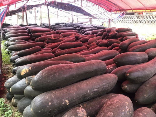 警徽闪耀在田野间 博白警官的脱贫攻坚与农产品代言之路