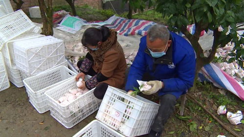 临济镇 畅通销售渠道，保障农副产品安全销售